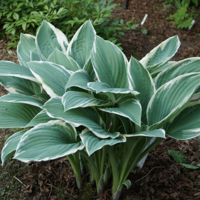 Хоста Том Шмидт Хоста Том Шмидт фото