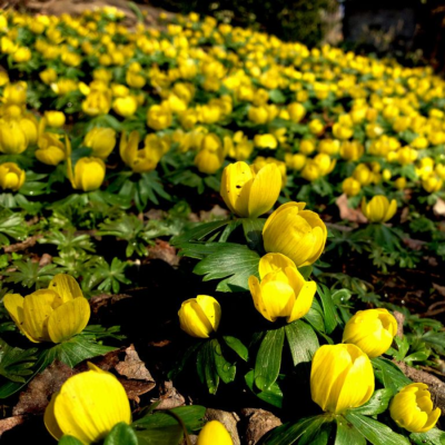 Эрантус Сицилийский Эрантус Сицилийский - Dolina-Sad.Ru