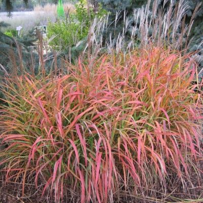 Мискантус Пурпл Фолл Мискантус Пурпл Фолл фото