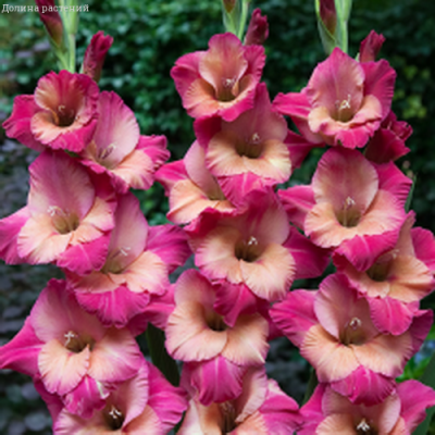 Гладиолус Тедс Фаворит Гладиолус Тедс Фаворит фото