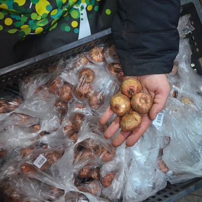 Гладиолус Пинк Леди Гладиолус Пинк Леди фото