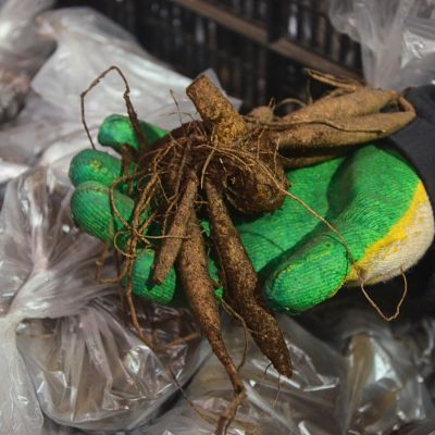 Георгина Салвейшн Георгина Салвейшн фото