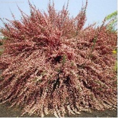 Ракитник Зеландия Ракитник Зеландия фото