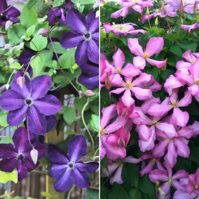 Набор клематисов Фавориты Набор клематисов Фавориты - Dolina-Sad.Ru