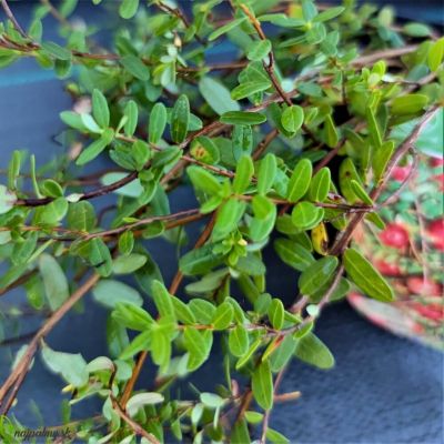 Клюква крупноплодная МакФарлин Клюква крупноплодная МакФарлин - Dolina-Sad.Ru