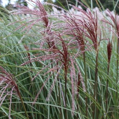 Мискантус китайский Серенгети - Dolina-Sad.Ru