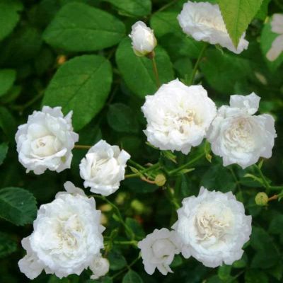 Роза Шнеефлоке фото