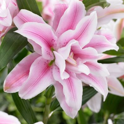 Лилия Роузлили Изабелла - Dolina-Sad.Ru