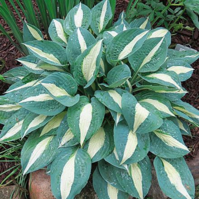 Хоста Пин-Ап Хоста Пин-Ап - Dolina-Sad.Ru