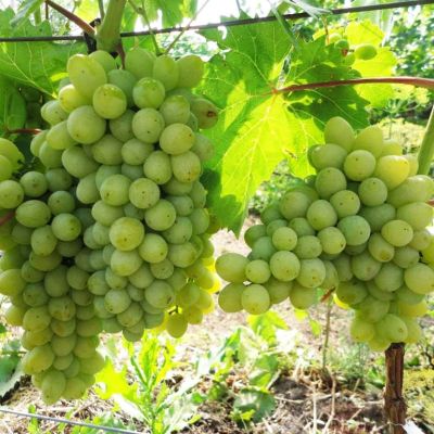 Виноград Злато фото