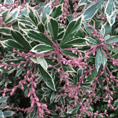 Пиерис Маленький Хит Пиерис Маленький Хит фото