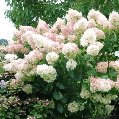 Гортензия метельчатая Магикал Свит Саммер, С2 - Dolina-Sad.Ru