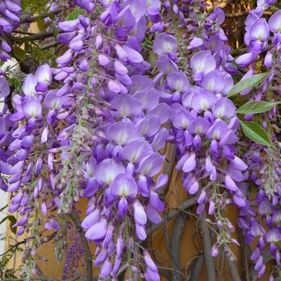Глициния китайская Глициния китайская - Dolina-Sad.Ru