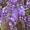 Глициния китайская Глициния китайская - Dolina-Sad.Ru