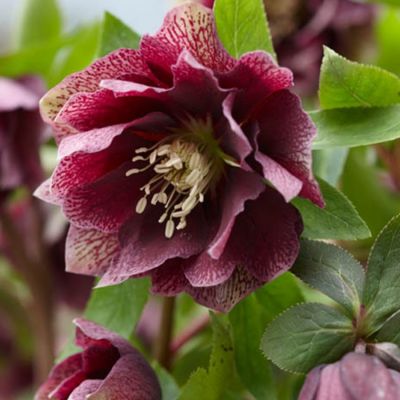 Морозник Дабл Ред Споттед Морозник Дабл Ред Споттед - Dolina-Sad.Ru