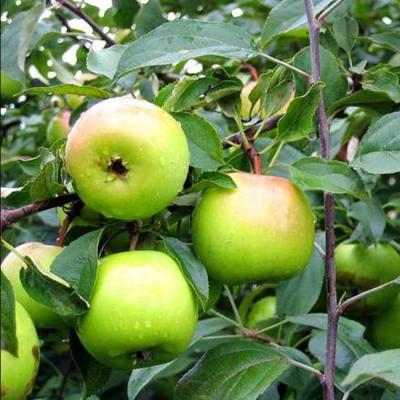 Яблоня Теллисааре/Зимняя Яблоня Теллисааре/Зимняя фото