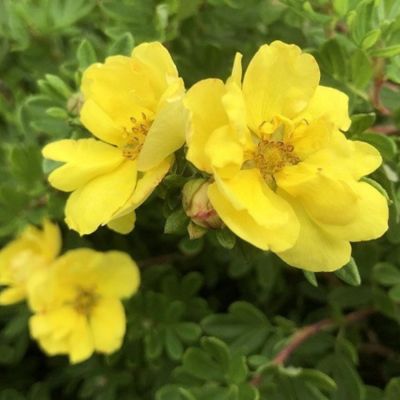 Лапчатка кустарниковая Дабл Панч Голд - Dolina-Sad.Ru