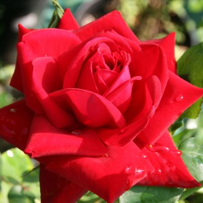 Роза Дама де Кюр Роза Дама де Кюр фото