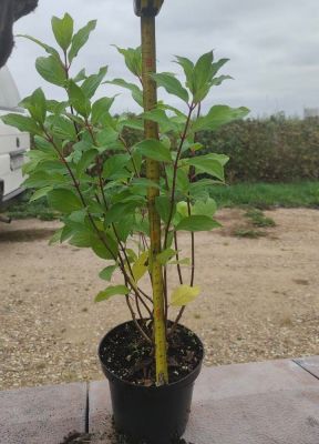 Гортензия метельчатая Геркулес, С1,5 - Dolina-Sad.Ru