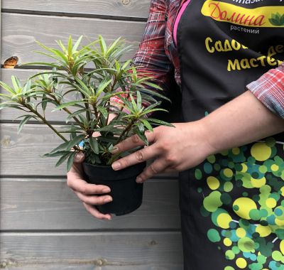 Рододендрон Гристед Рододендрон Гристед фото