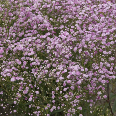 Гипсофила Пинк Фестивал - Dolina-Sad.Ru