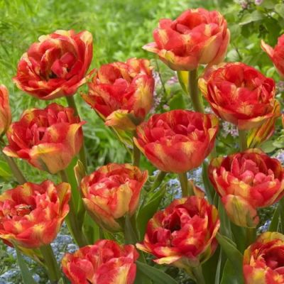 Тюльпан Сандаунер фото