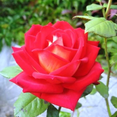 Роза Кроненбург фото