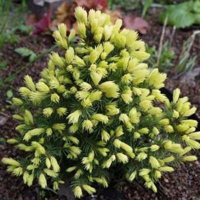 Ель канадская Рэйнбоуз Энд Ель канадская Рэйнбоуз Энд фото