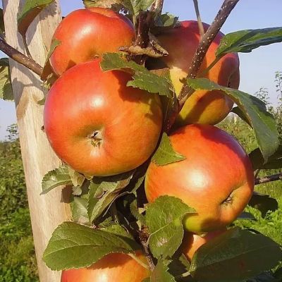 Яблоня Фридом/Осенняя Яблоня Фридом/Осенняя фото