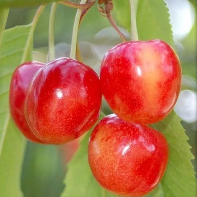 Вишня Нежность Вишня Нежность фото