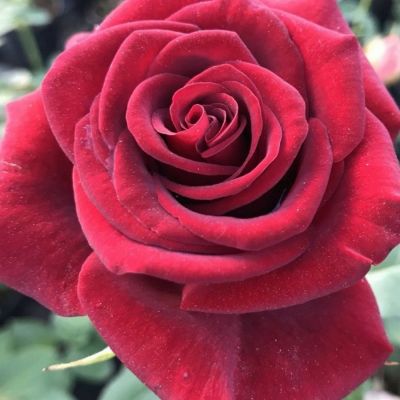 Роза штамбовая Гранд Гала Роза штамбовая Гранд Гала - Dolina-Sad.Ru