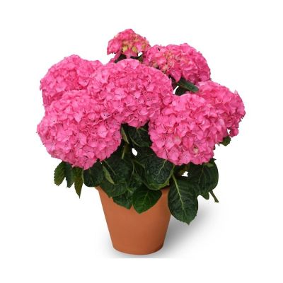 Гортензия крупнолистная Нунки Гортензия крупнолистная Нунки - Dolina-Sad.Ru