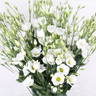 Эустома Пикколо Белая F1, гранул. пробирка Эустома Пикколо Белая F1, гранул. пробирка - Dolina-Sad.Ru