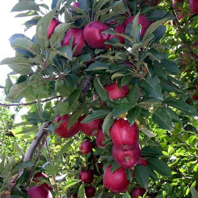 Яблоня Ред Делишес/Зимняя Яблоня Ред Делишес/Зимняя - Dolina-Sad.Ru