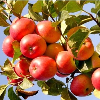 Яблоня Женева/Летняя Яблоня Женева/Летняя фото