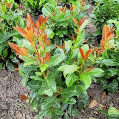 Лавровишня Он Фаер - Dolina-Sad.Ru