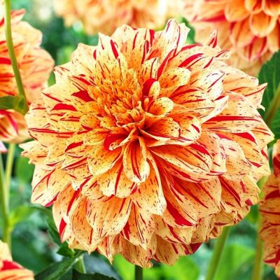 Георгина Пэйнтед Мадам Георгина Пэйнтед Мадам фото