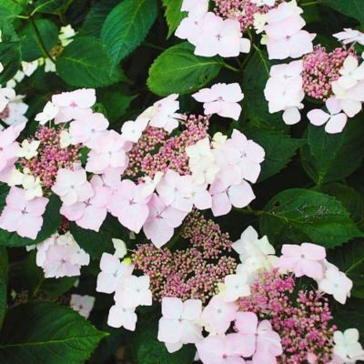 Гортензия крупнолистная Мариесии Грандифлора, С2 - Dolina-Sad.Ru