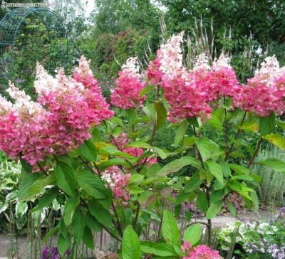 Гортензия метельчатая Пинки Винки, С5 Гортензия метельчатая Пинки Винки, С5 - Dolina-Sad.Ru