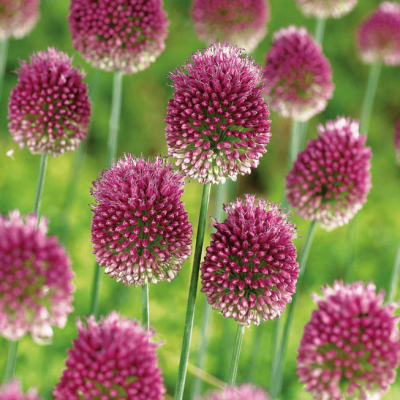 Аллиум Сфероцефалон Аллиум Сфероцефалон фото