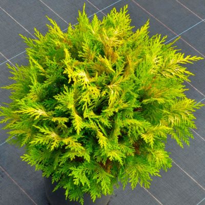 Кипарисовик Лавсона Санни Смайл Кипарисовик Лавсона Санни Смайл - Dolina-Sad.Ru