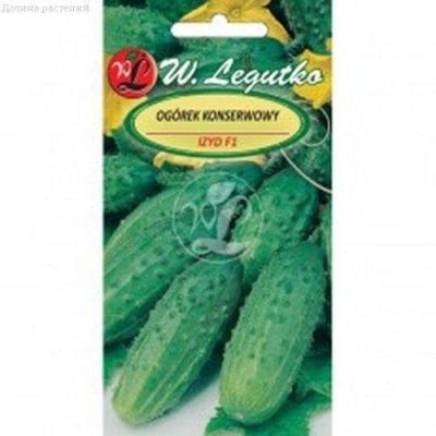 Огурец Изид (Польша) Огурец Изид (Польша) фото