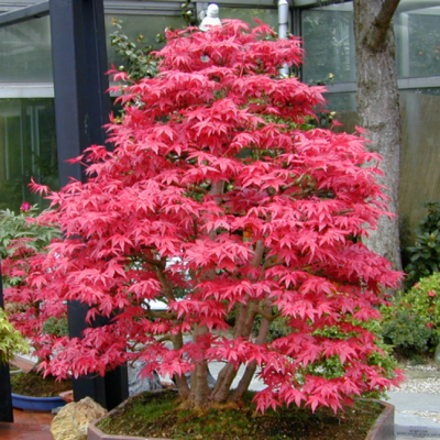 Клен веерный Осакацуки Клен веерный Осакацуки фото