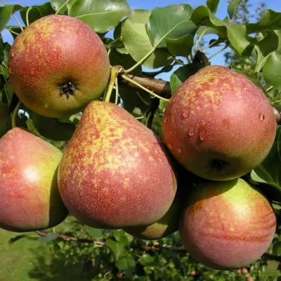 Груша Мраморная/Осенняя - Dolina-Sad.Ru