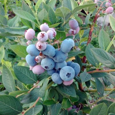 Голубика Аврора Голубика Аврора - Dolina-Sad.Ru