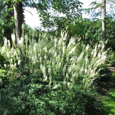 Воронец японский Сильер Денс - Dolina-Sad.Ru