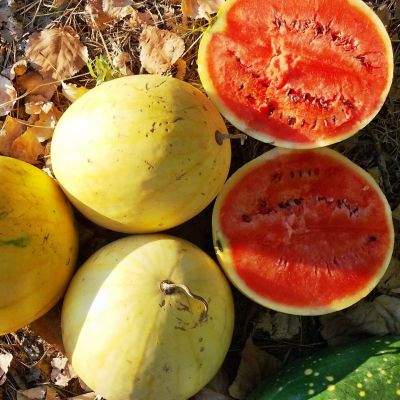 Арбуз Подарок Солнца фото