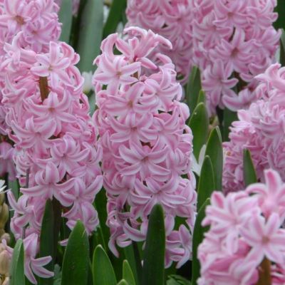 Гиацинт Фондат Гиацинт Фондат фото