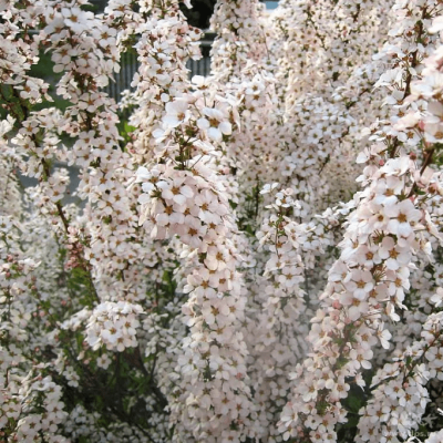 Спирея Тунберга "Фуджино Пинк" фото