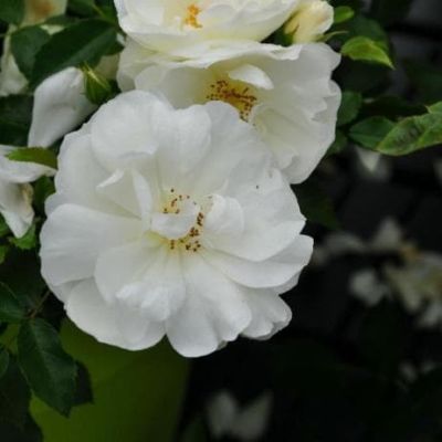 Роза Шнеефлоке фото